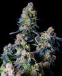 Triple Scoop (DNA Genetics) feminisiert