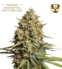 Triton Biscuit Lime Auto (Seedstockers)