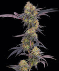 Tropicana Cherry (Barneys Farm) feminisiert Cannabis Samen von Barneys Farm