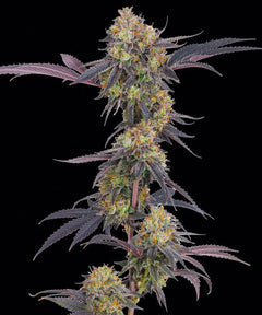 Tropicana Cherry (Barneys Farm) feminisiert Cannabis Samen von Barneys Farm