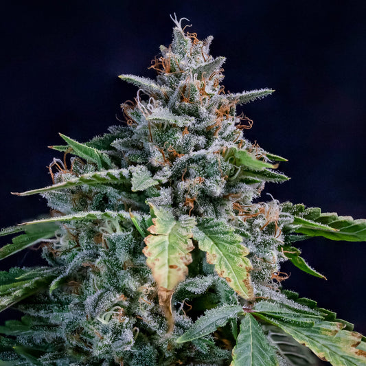 Walter White Auto (Mephisto Genetics)