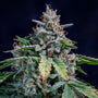 Walter White Auto (Mephisto Genetics)