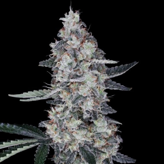 Watermelon Man Auto (DNA Genetics) Cannabis Samen von DNA Genetics