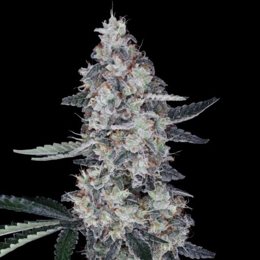 Watermelon Man Auto (DNA Genetics) Cannabis Samen von DNA Genetics