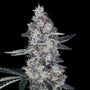 Watermelon Man Auto (DNA Genetics)