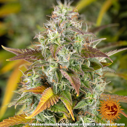 Watermelon Zkittlez Auto (Barneys Farm)