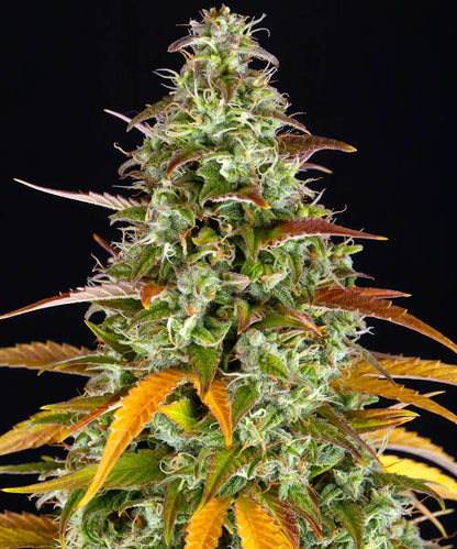 Watermelon Zkittlez Auto (Barneys Farm)