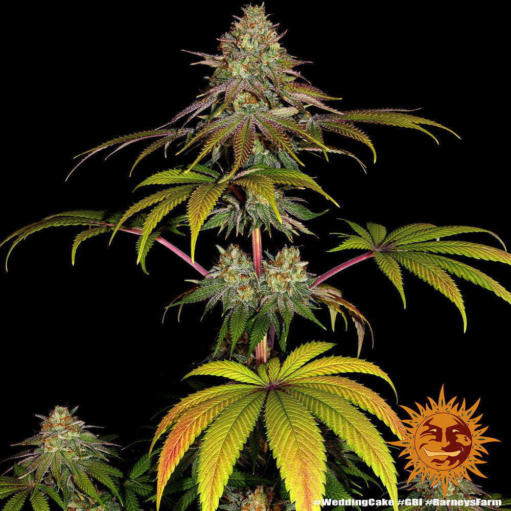 Wedding Cake (Barneys Farm) feminisiert Cannabis Samen von Barney's Farm