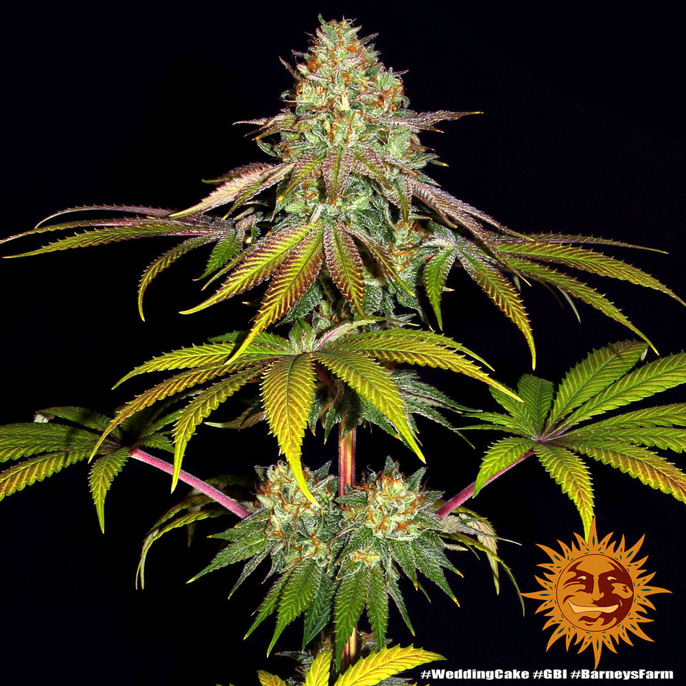 Wedding Cake (Barneys Farm) feminisiert Cannabis Samen von Barney's Farm