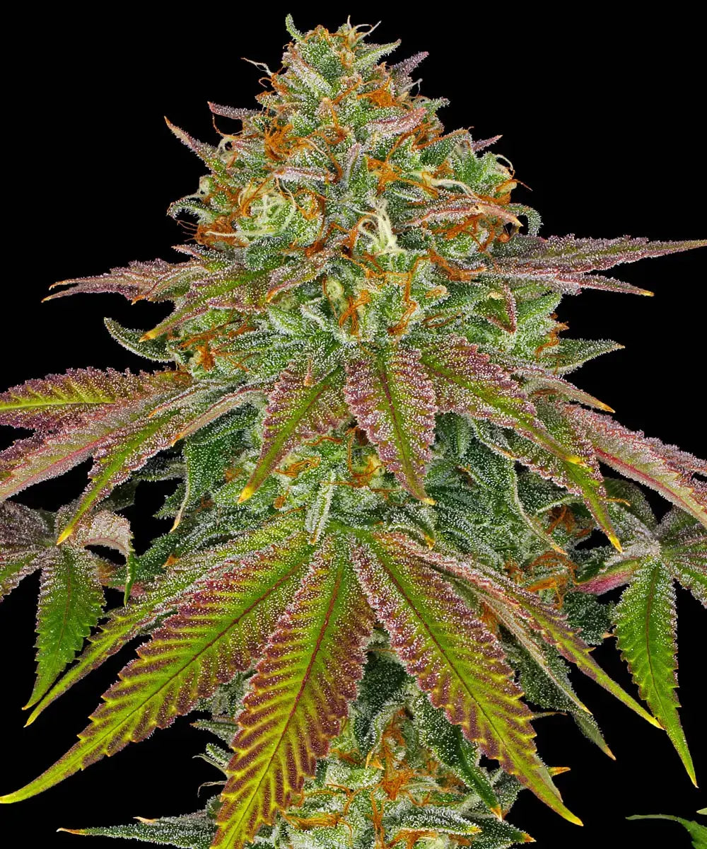 Wedding Cake (Barneys Farm) feminisiert Cannabis Samen von Barney's Farm