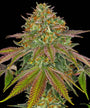 Wedding Cake (Barney's Farm) feminized