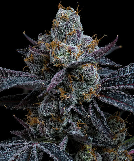 White Runtz (Barneys Farm) feminisiert