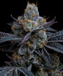 White Runtz (Barneys Farm) feminized