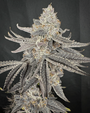 Yacht Party (Solfire Gardens) Feminized
