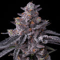 Zillions (Barneys Farm) feminisiert Cannabis Samen von Barneys Farm