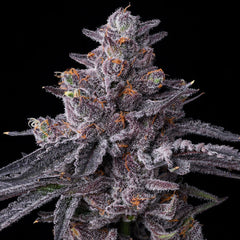 Zillions (Barneys Farm) feminisiert Cannabis Samen von Barneys Farm