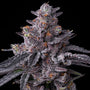 Zillions (Barney's Farm) feminized