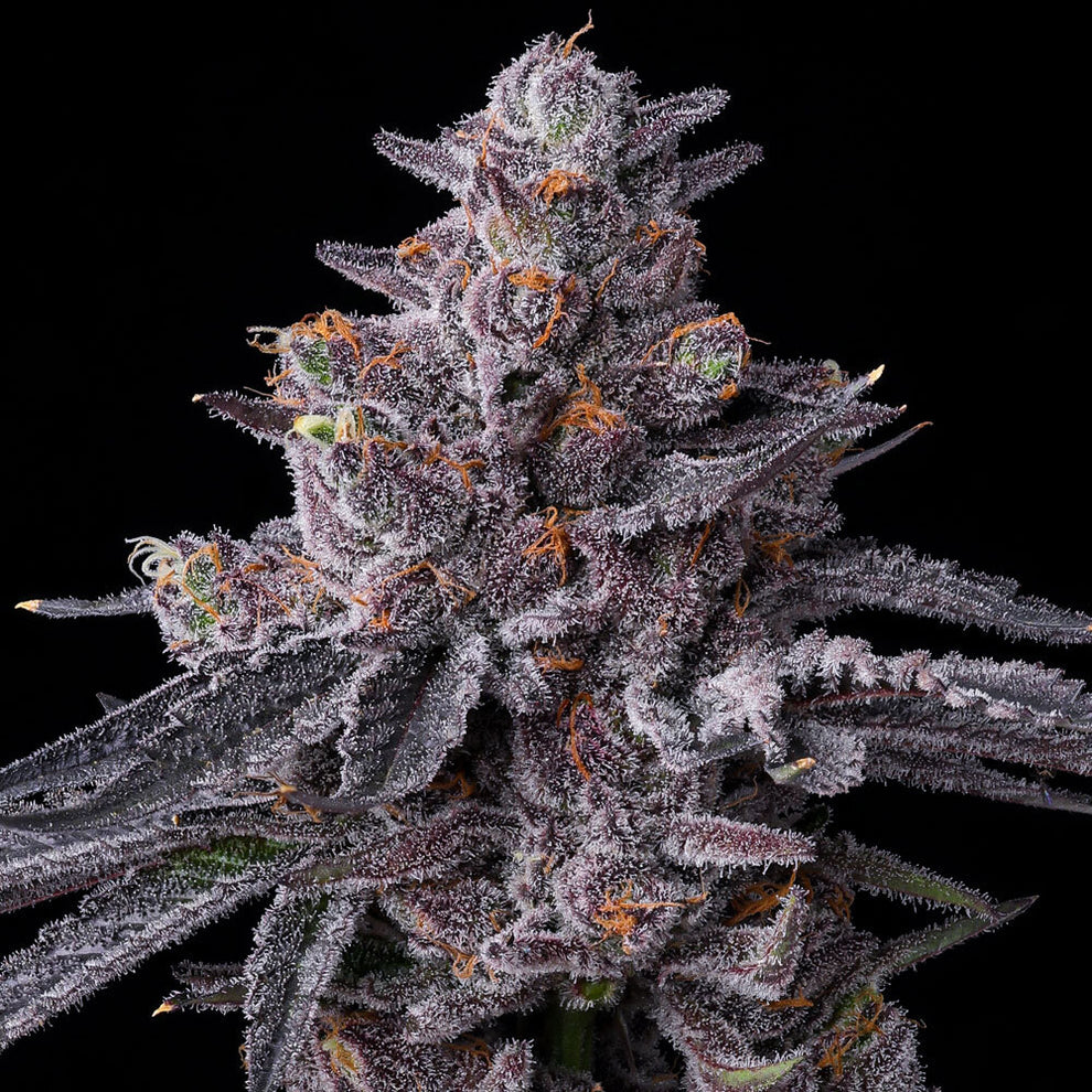 Zillions Cannabis Samen von Barneys Farm