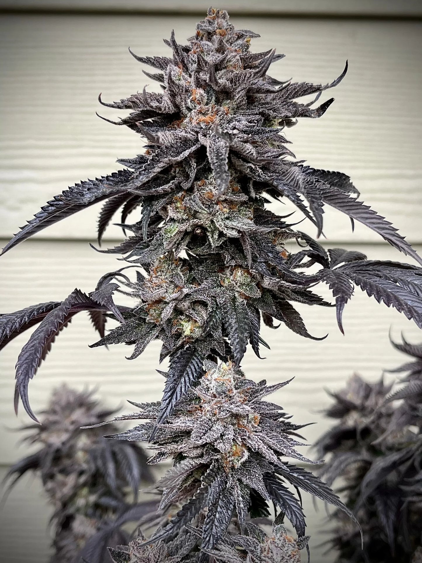 Zodaza (Umami Seeds) feminisiert