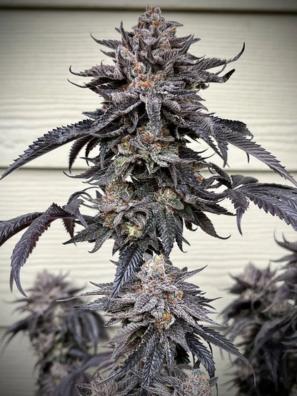 Zodaza (Umami Seeds) feminisiert
