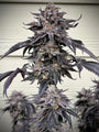Zodaza (Umami Seeds) feminised