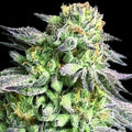 Zunami Peach (00 Seeds) feminisiert