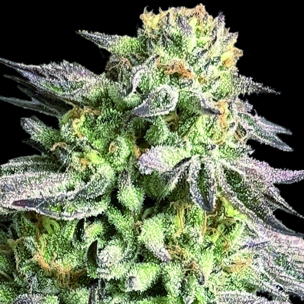 Zunami Peach (00 Seeds) feminisiert